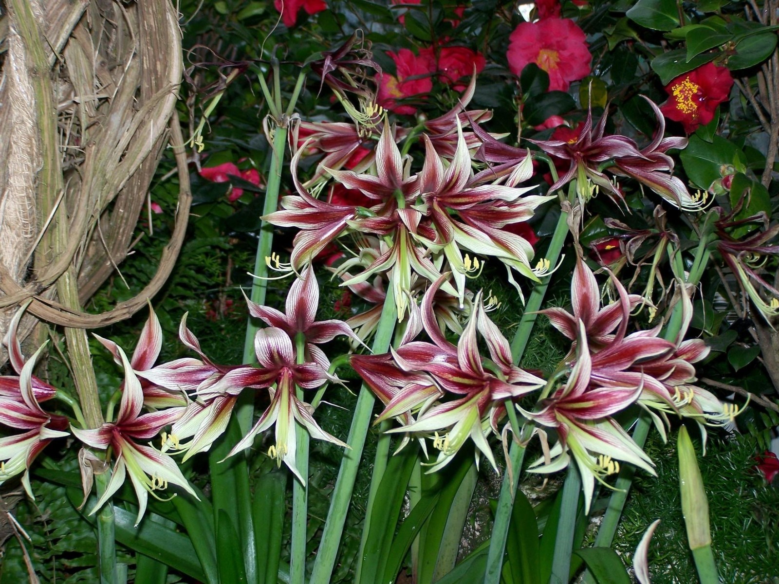 Hay muchas flores que están creciendo en el jardín (planta floreciendo, planta perenne, planta, planta terrestre, familia amarilis)