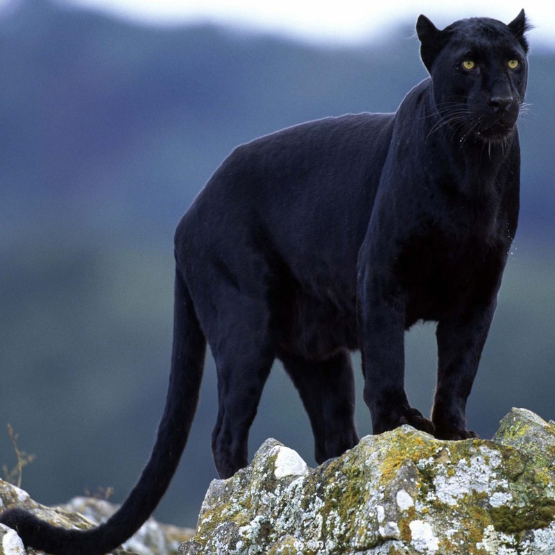 Жирафа стоит на камне на фоне гор (black leopard, черная пантера, леопард, пантера, дикое животное)