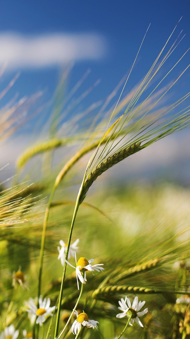 There are some white flowers in a field of green grass (green, wheat)