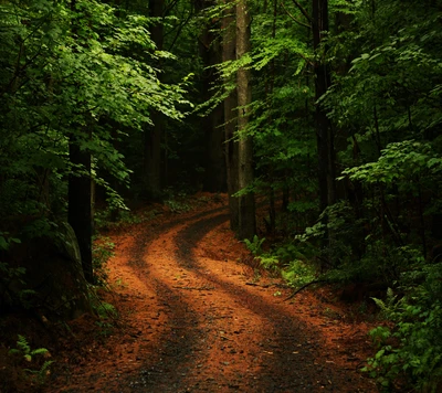 Caminho florestal sinuoso através de árvores verdes exuberantes