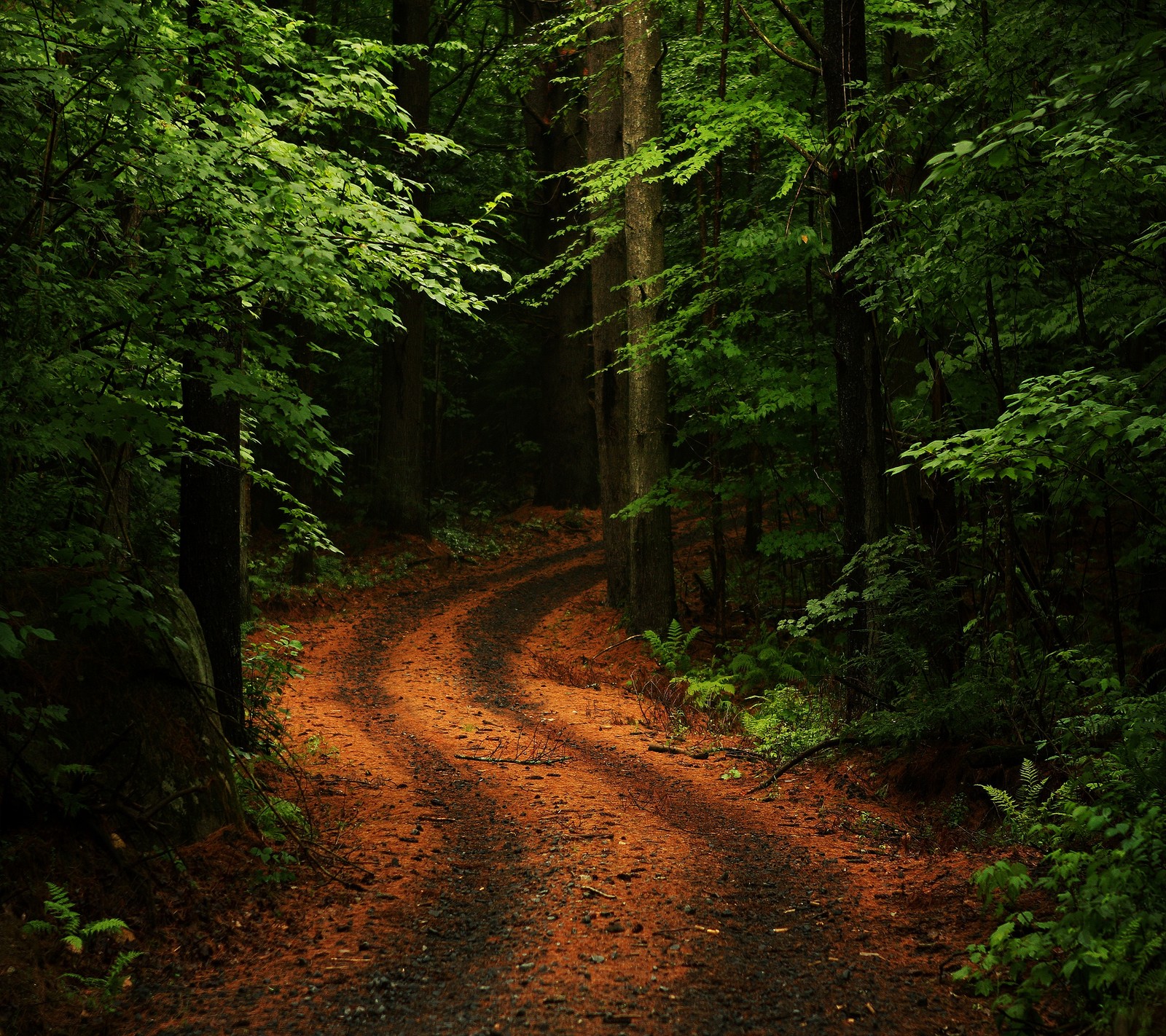 Hay un camino de tierra que serpentea a través del bosque (bosque, camino, árbol)