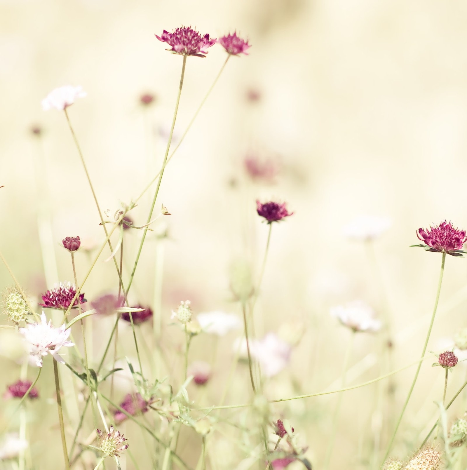 Es gibt viele blumen, die zusammen im gras wachsen (blume, natur)