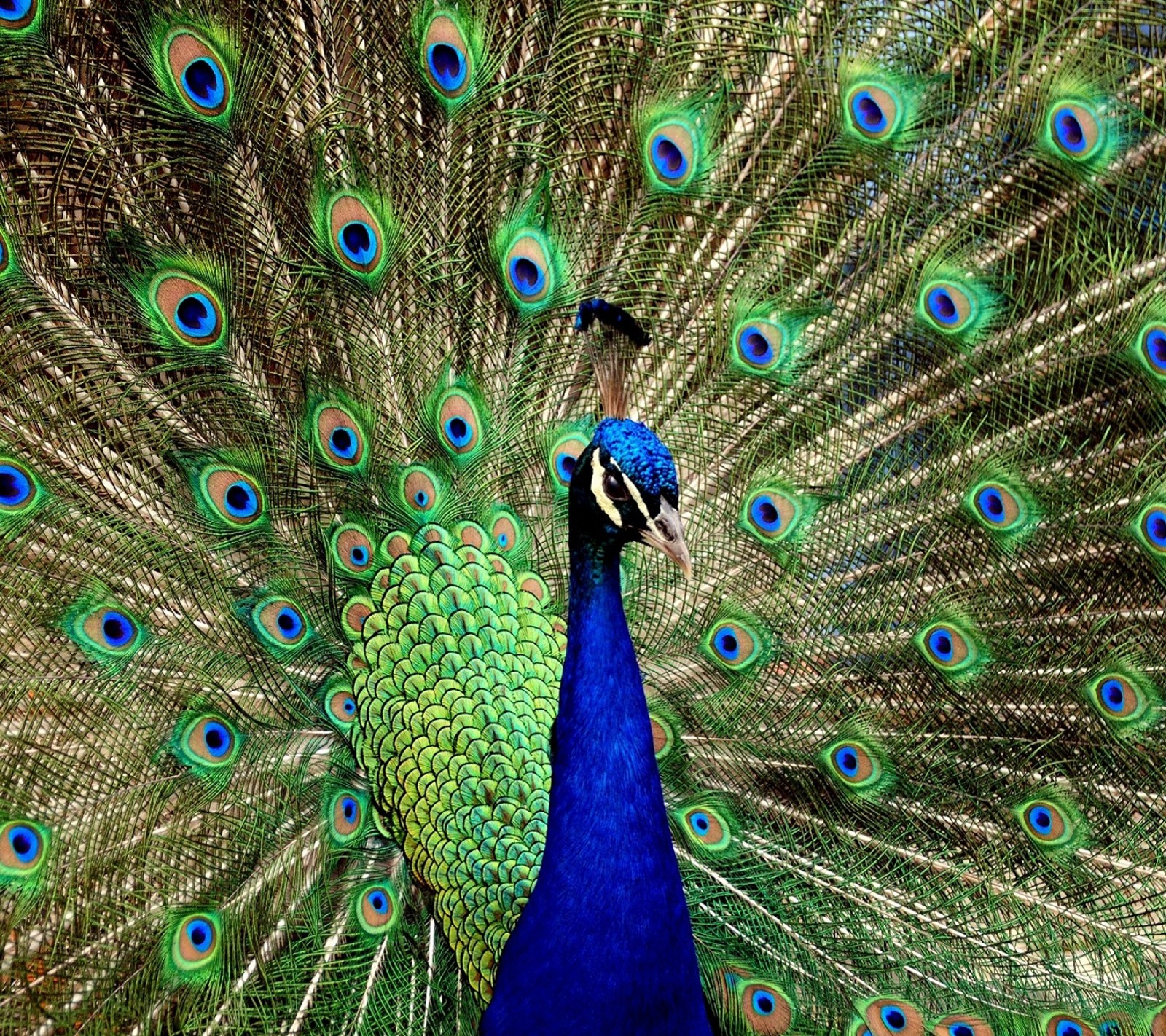 Paon avec ses plumes déployées (oiseaux, mignon, hd, nature)