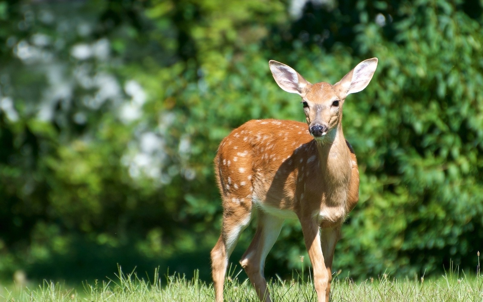 deer, wildlife, terrestrial animal, fawn, grass wallpaper