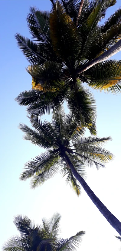 strand, kokosnuss, goa, bäume