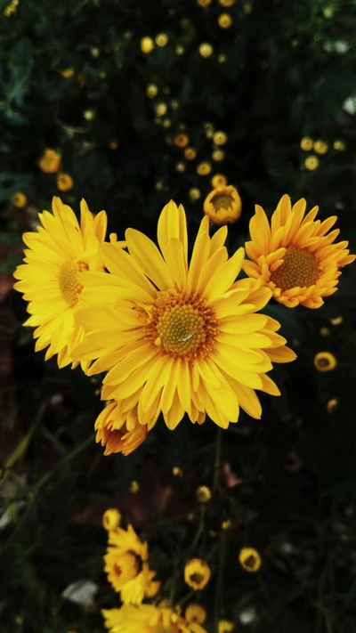 Fleurs jaunes éclatantes dans la nature