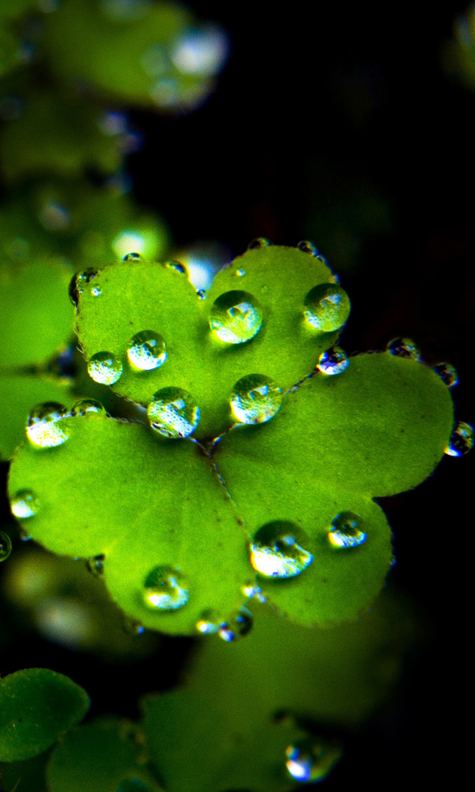 A close up of a leaf with water droplets on it (clover, hd, nature, shamrock)