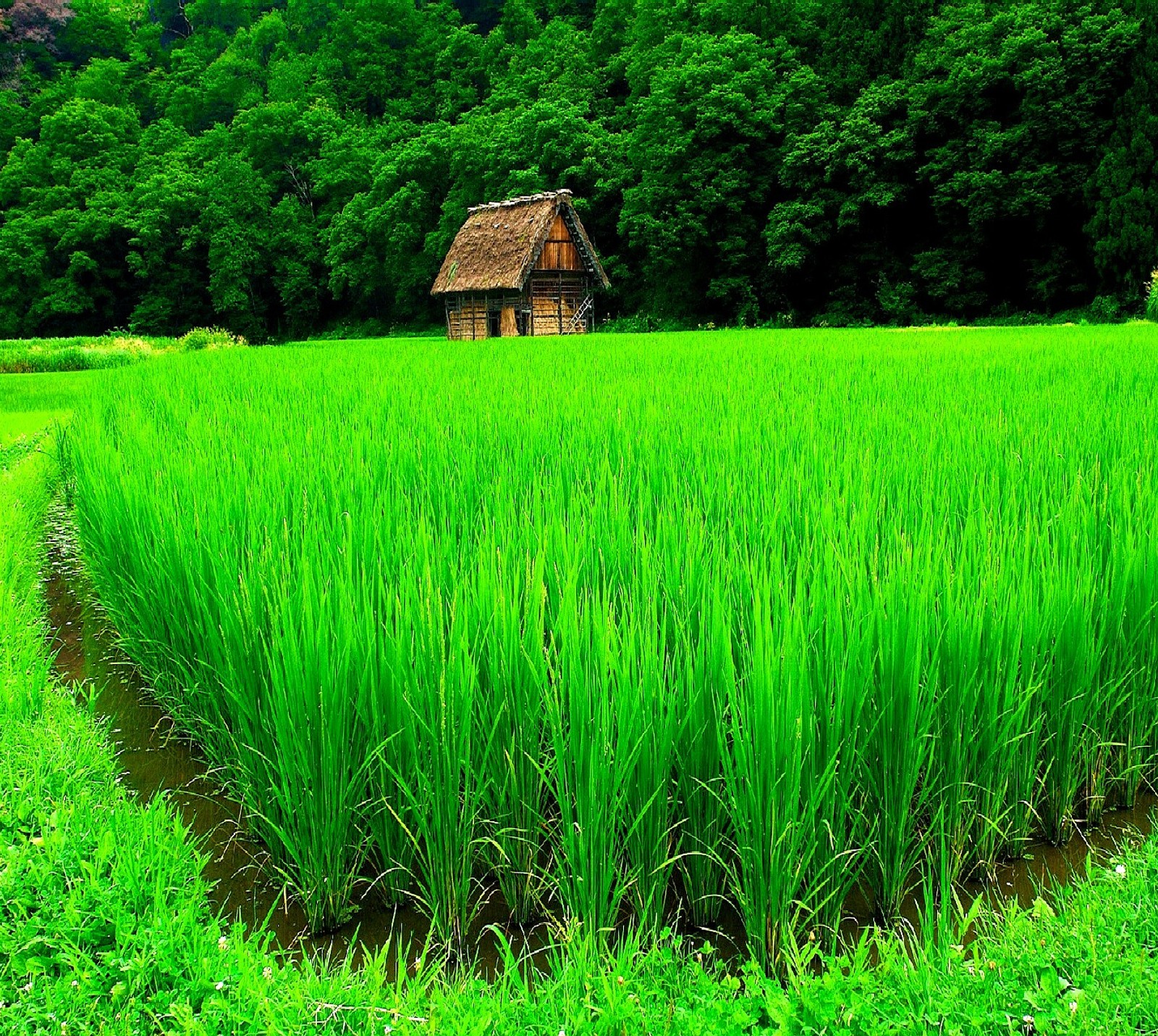 Un champ vert avec une petite maison au milieu (nature)