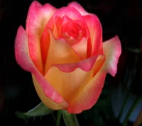 Vibrant Pink and Yellow Rose in Bloom