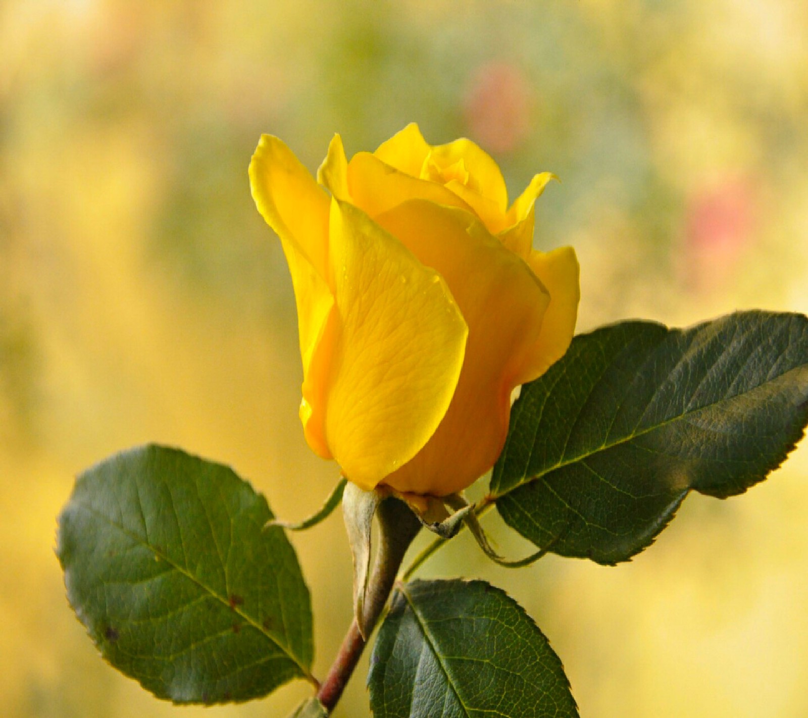 Rosa amarilla con hojas verdes frente a un fondo borroso (flores, jardín, naturaleza, agradable, fondos de pantalla)