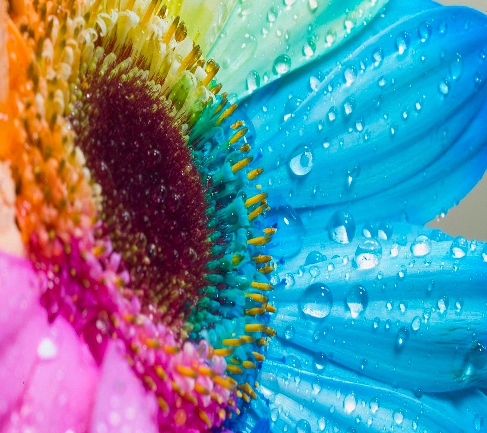 Un primer plano de una flor colorida con gotas de agua sobre ella (colores, flor, flor colorida en hd, fondos de pantalla hd, rainbowcolors)