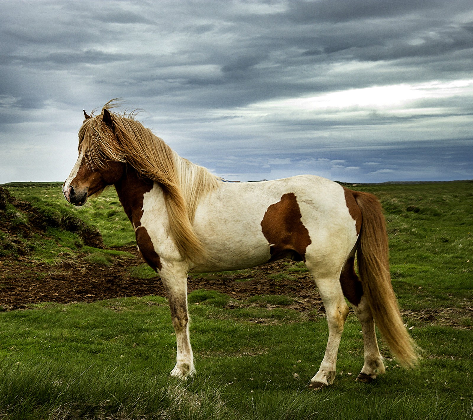 Há um cavalo parado em um campo com um céu nublado (cativante, cavalo)