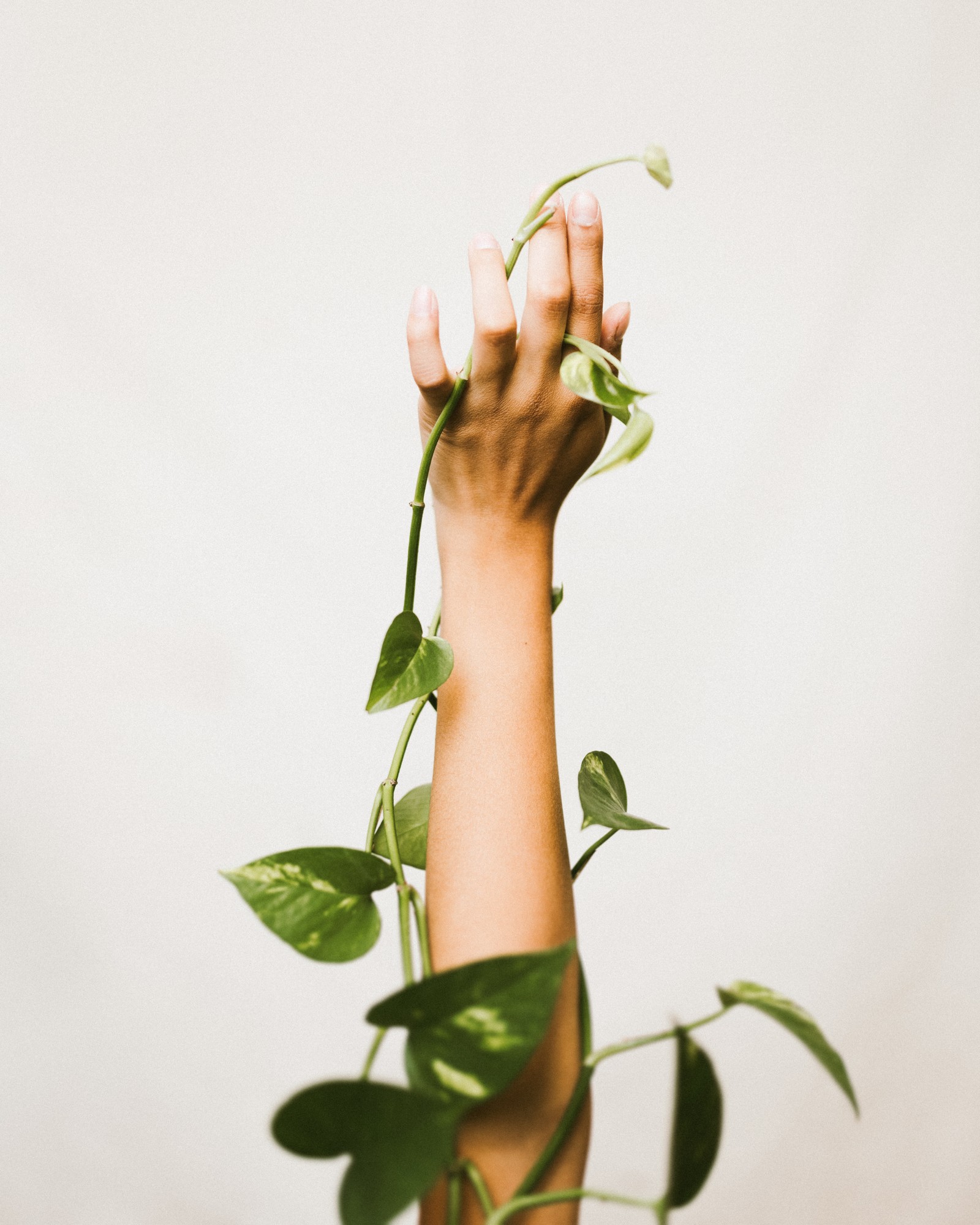 Someone holding a plant with their hand in the air (plants, arm, plant stem, hand, human)