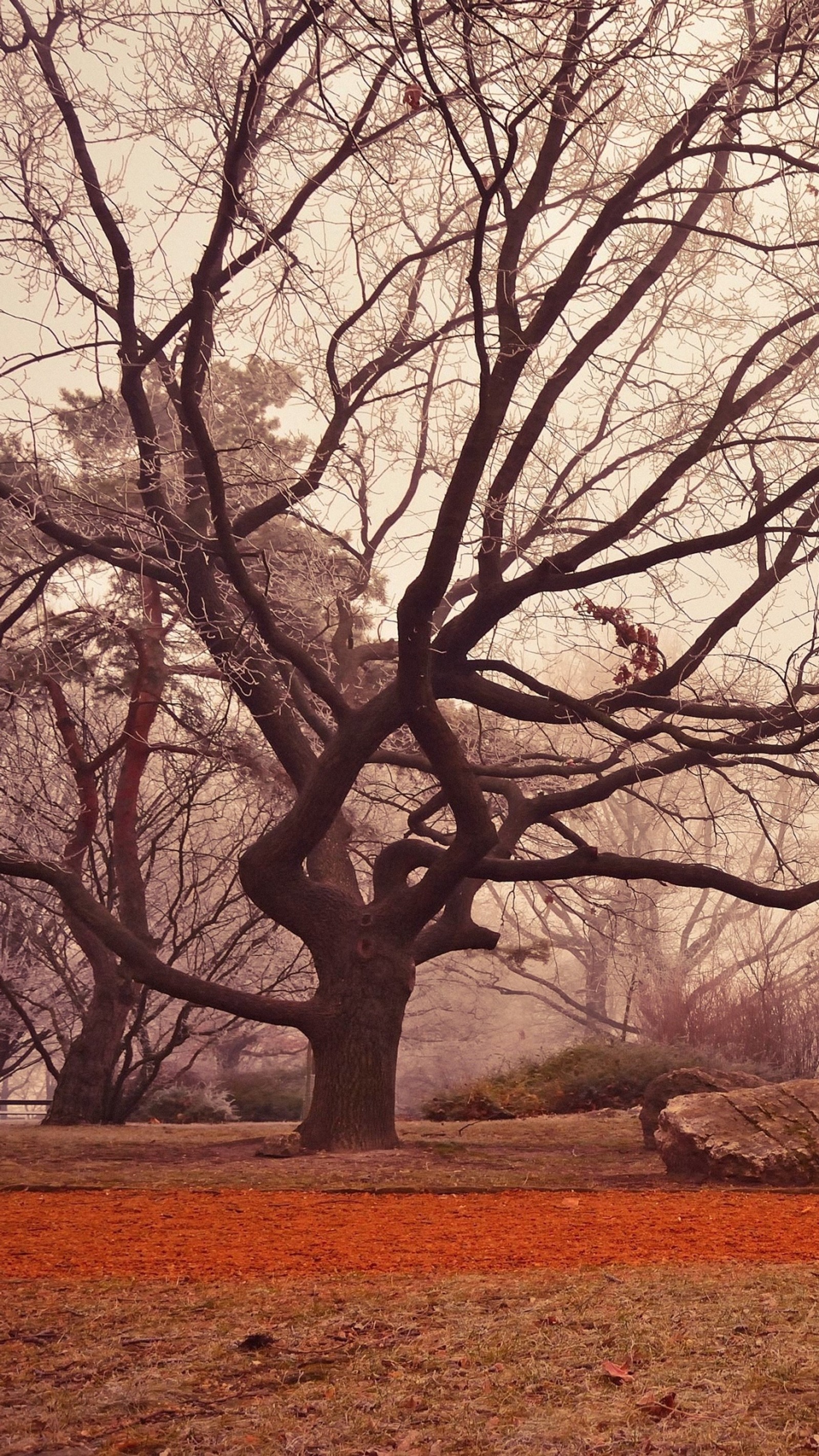 Descargar fondo de pantalla ramo, árbol, budapest, otoño, marrón