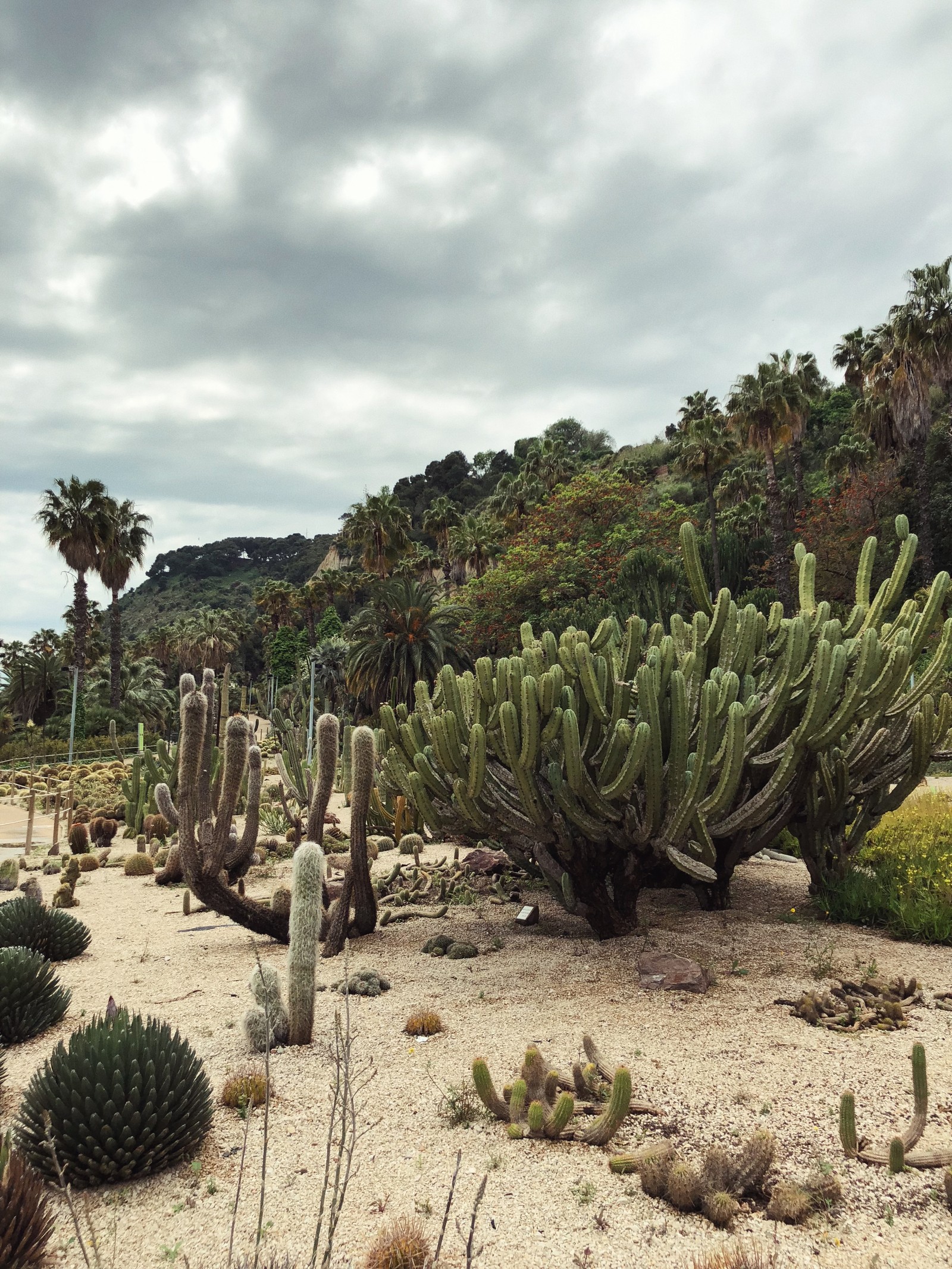 Viele kakteen, die im sand wachsen (vegetation, buschland, biom, landschaft, flora)