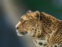 gato selvagem, jaguar, gato, guepardo, felino grande