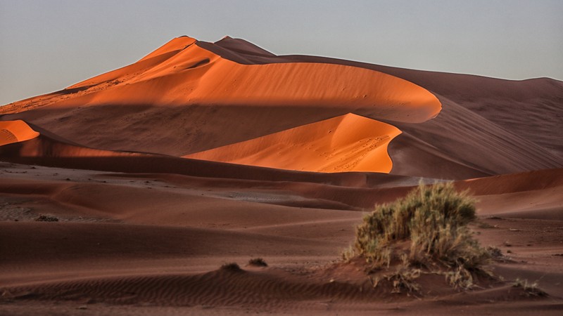 Жирафы в пустыне с деревом на переднем плане (ерг, дюна, dune, десерты, поющий песок)