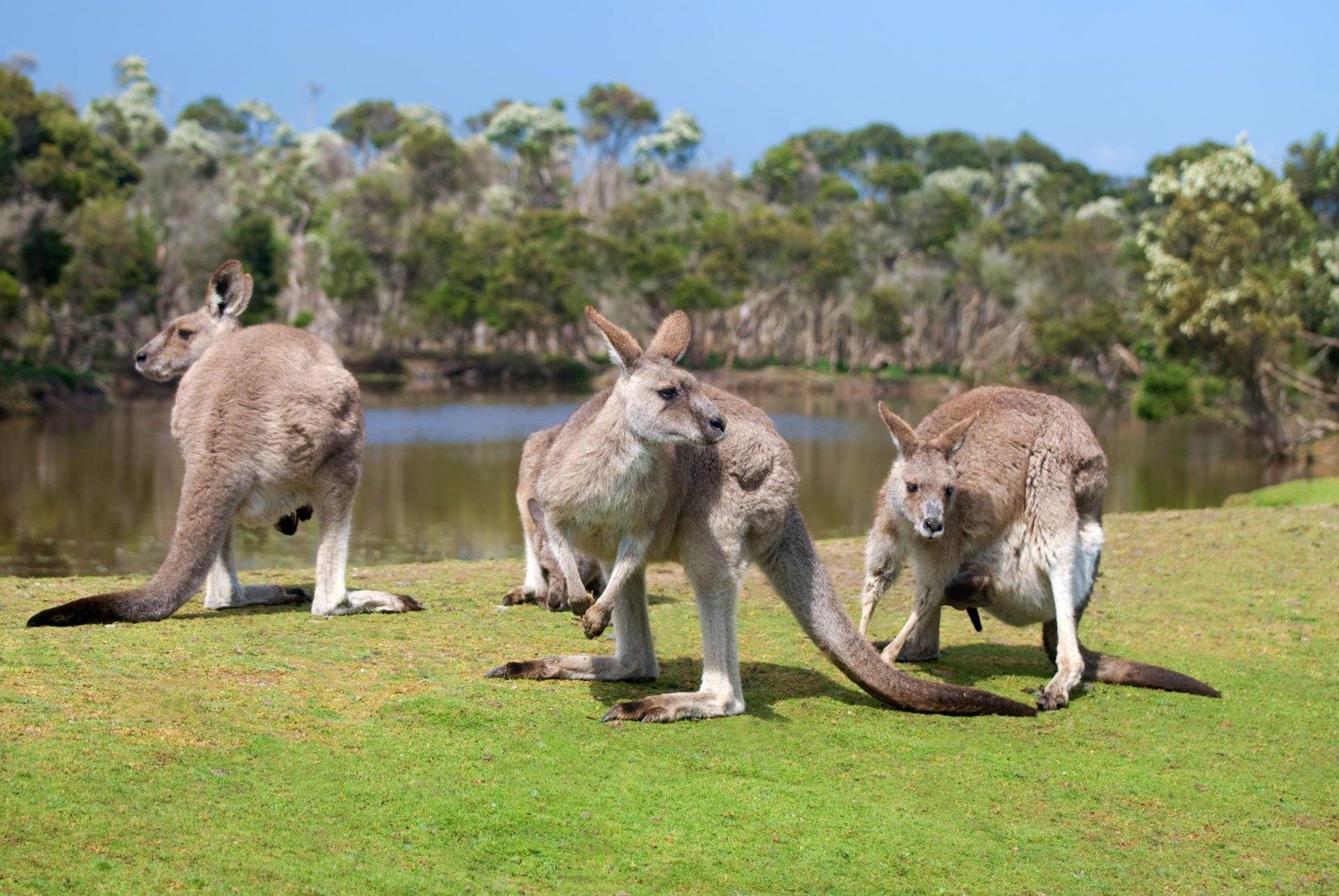 Три кенгуру стоят на траве у водоема (кенгуру, валлаби, wallaby, дикая природа, наземное животное)