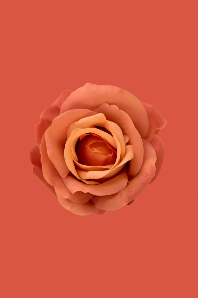 Розы на красном фоне (orange rose, цветение, лепестки, крупный план, оранжевый фон)