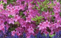 Azaleas rosas vibrantes en flor con cubierta de suelo azul