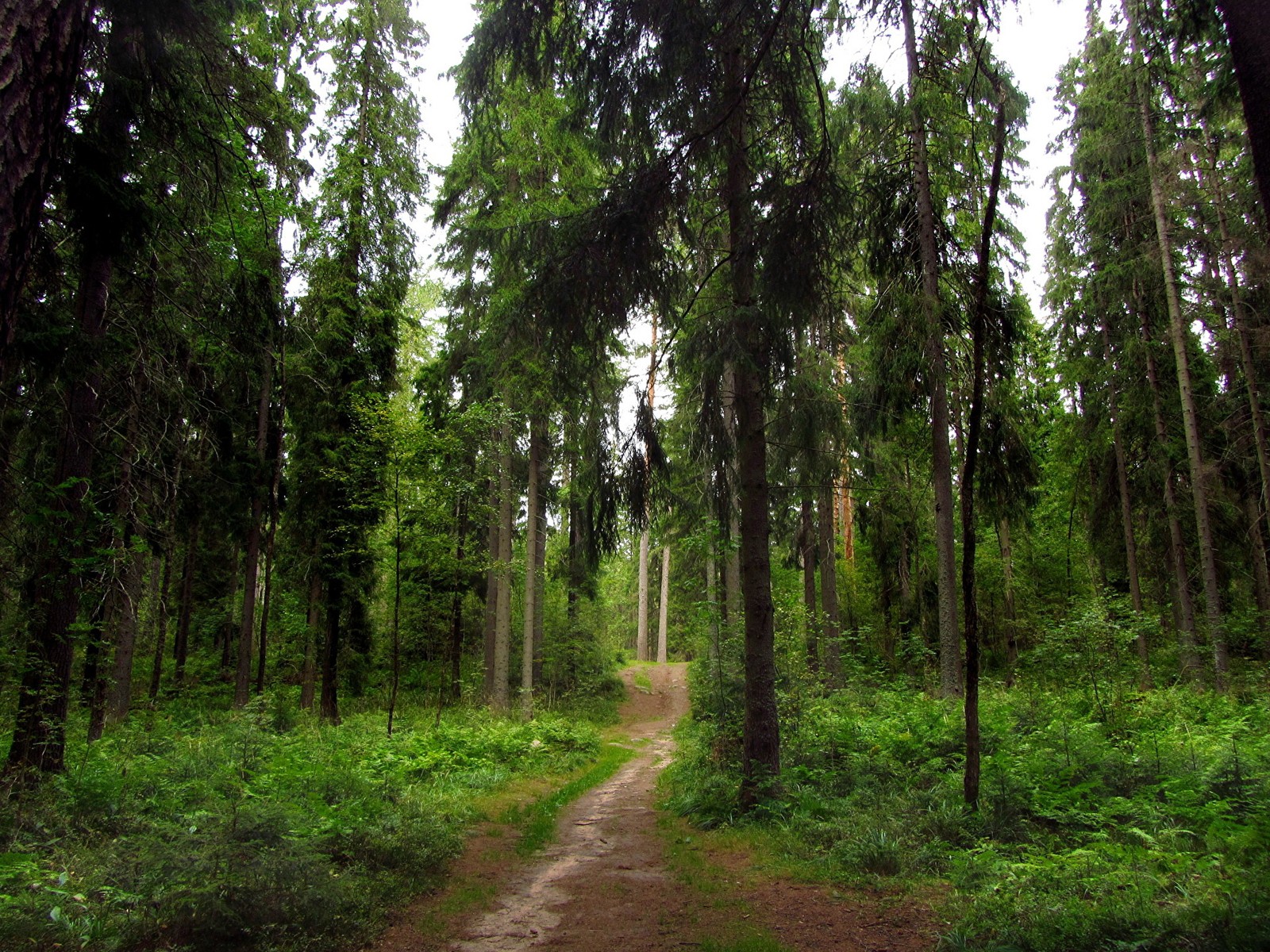 Una vista de un camino de tierra a través de un bosque con altos árboles. (bosque, árbol, vegetación, bosque viejo, ecosistema)