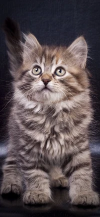 Fluffy kitten with striking eyes and prominent whiskers, showcasing a playful expression against a dark background.