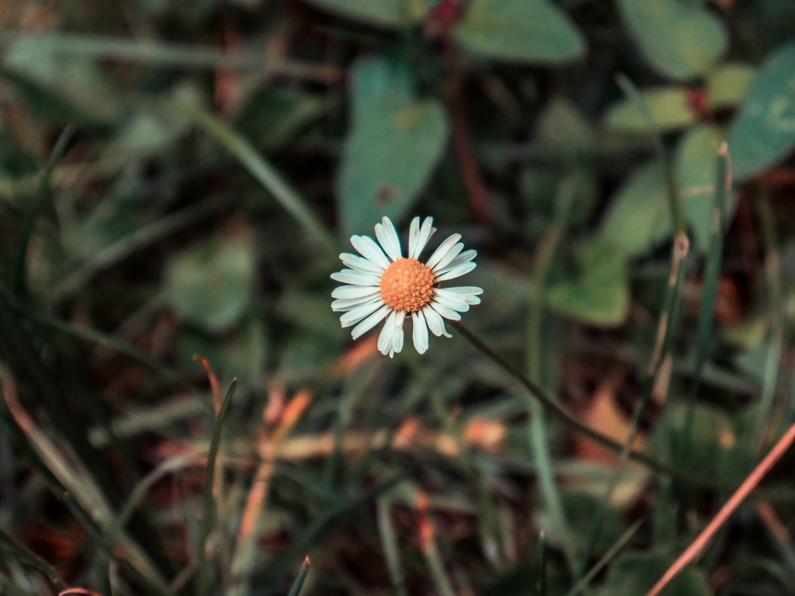 Il y a une fleur blanche qui est assise dans l'herbe (fleur, plante, marguerite, printemps, plante à fleurs)