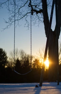 tree, branch, morning, sunlight, grass family wallpaper