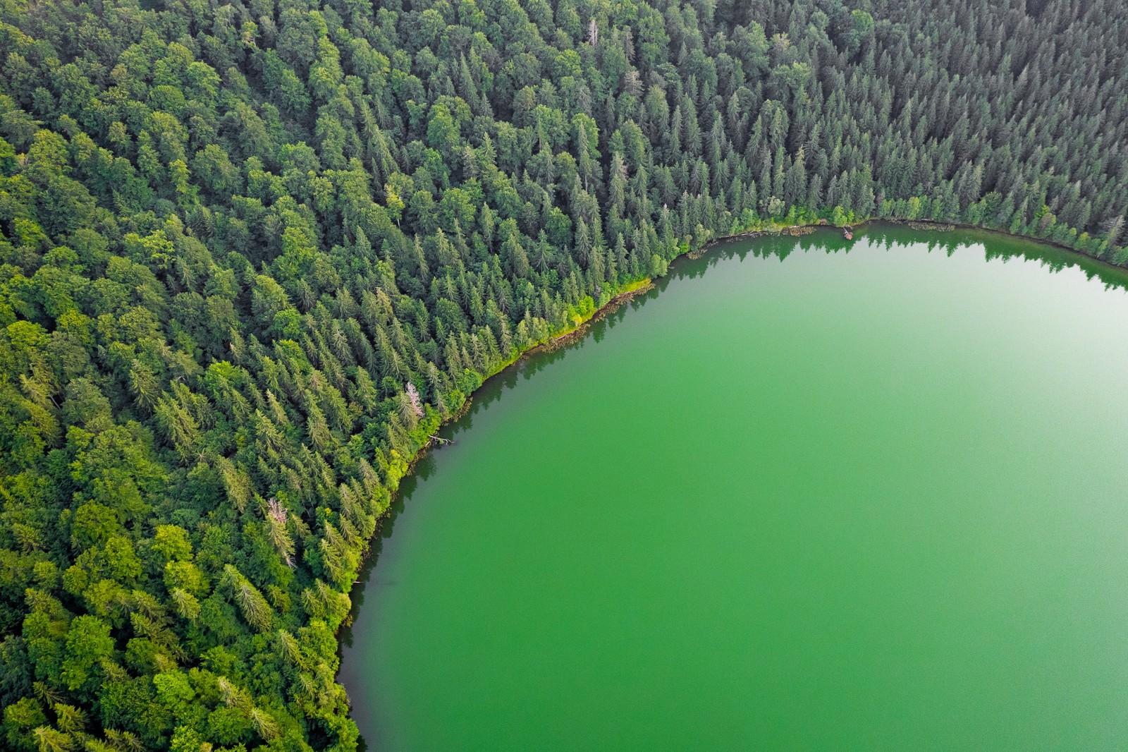 A view of a lake surrounded by trees in the middle of a forest (green lake, green trees, aerial view, forest, landscape)