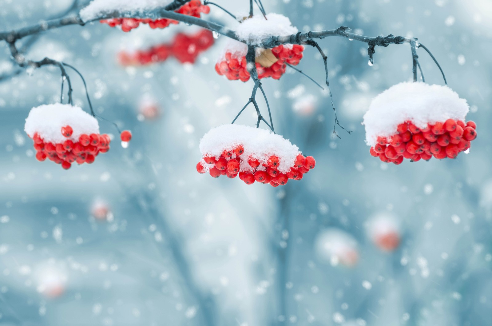 Lade winter, schnee, gefrieren, frühling, zweig Hintergrund herunter