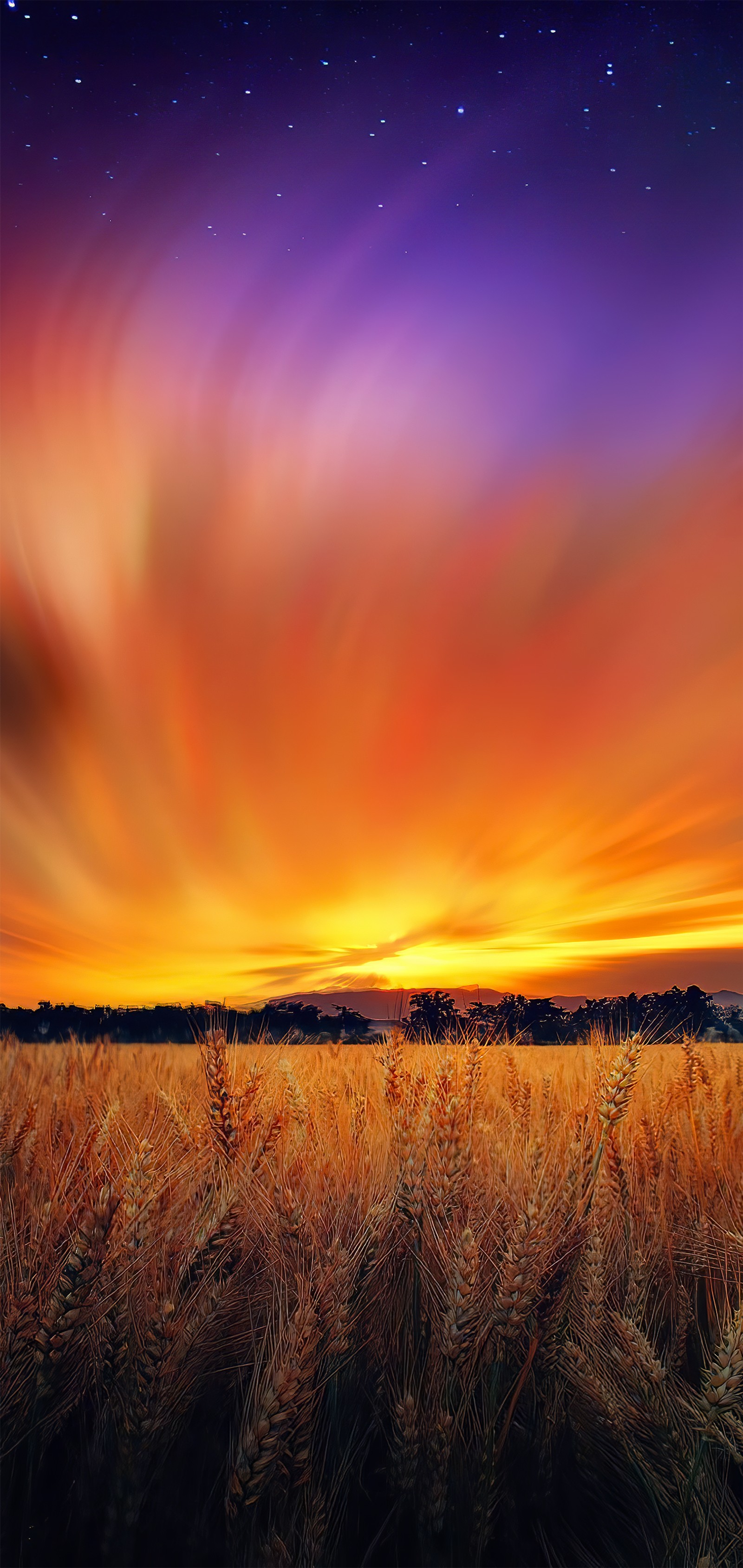 Coucher de soleil sur un champ de blé avec un ciel orange vif (nuage, atmosphère, journée, crépuscule, eau)