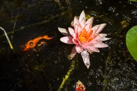 Lirio de agua rosa en flor reflejándose en un estanque sereno