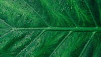 Close-Up of a Dewy Green Leaf Showcasing Plant Pathology