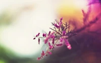 Delicate Pink Blossoms on a Branch in Spring