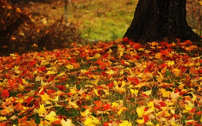 feuille, à feuilles caduques, arbre, automne, plante