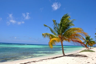 Tropischer Strand mit schaukelnden Palmen und klarem türkisfarbenem Wasser unter einem strahlend blauen Himmel.