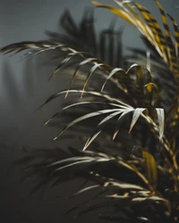 Frondes de palmier élégantes dans une lumière douce