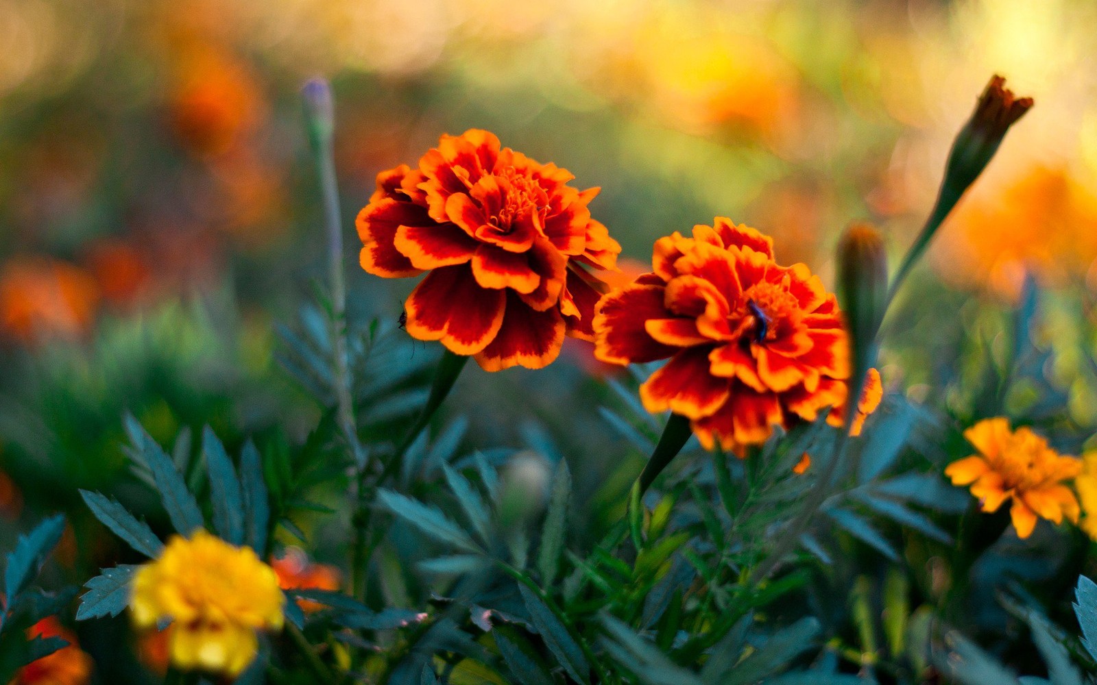 Deux fleurs orange qui poussent dans l'herbe (calendula, fleur, plante à fleurs, pétale, orange)