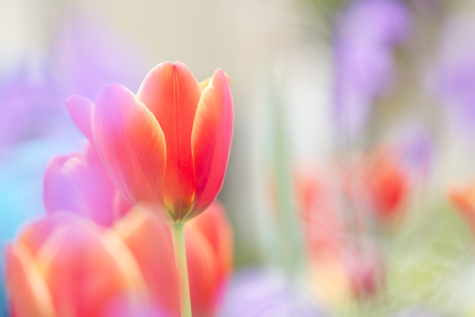 Há muitas flores de diferentes cores na imagem (flor, tulipa, pétala, rosa, planta com flores)