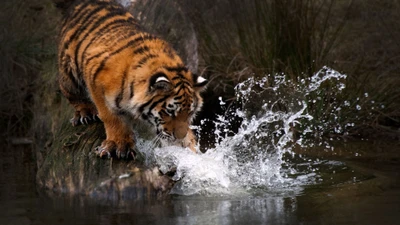 Siberian tiger playfully splashing water while poised on a log.