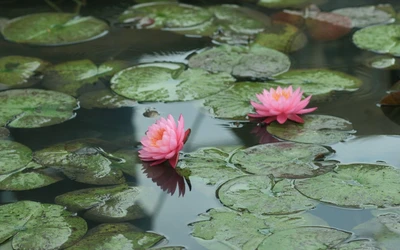 Lotos sagrados serenos florecen en un tranquilo estanque de peces