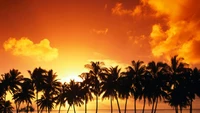 palm tree, sunset, sunrise, afterglow, cloud wallpaper