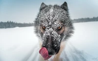 Cão-lobo checoslovaco coberto de neve em paisagem de inverno