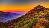 mountains, colorful, forest, nature, sunset wallpaper