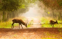 Ciervos pastando en un sendero boscoso brumoso