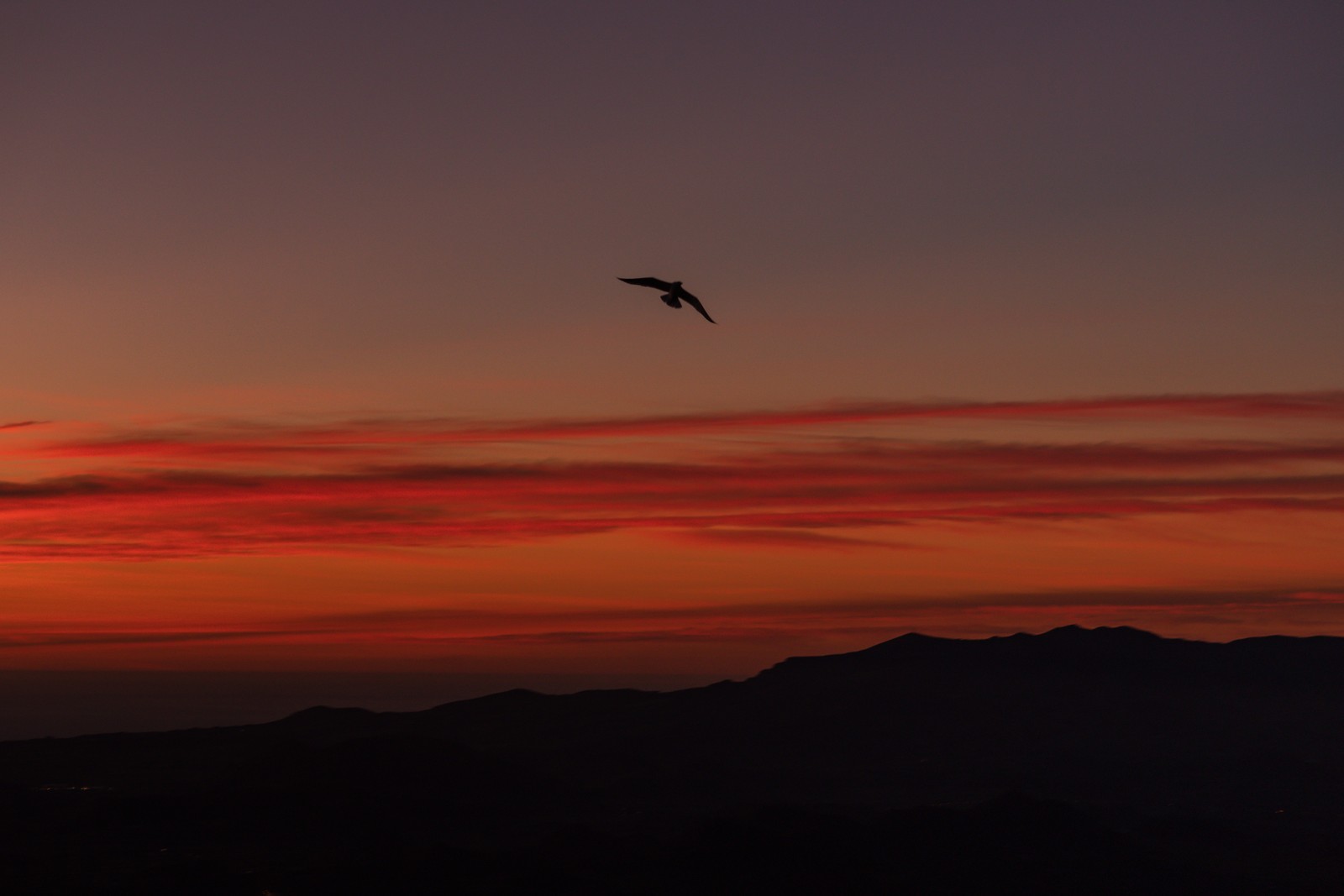 Un oiseau ara volant dans le ciel au coucher du soleil avec des montagnes en arrière-plan (oiseau, orange, soir, lever de soleil, coucher de soleil)