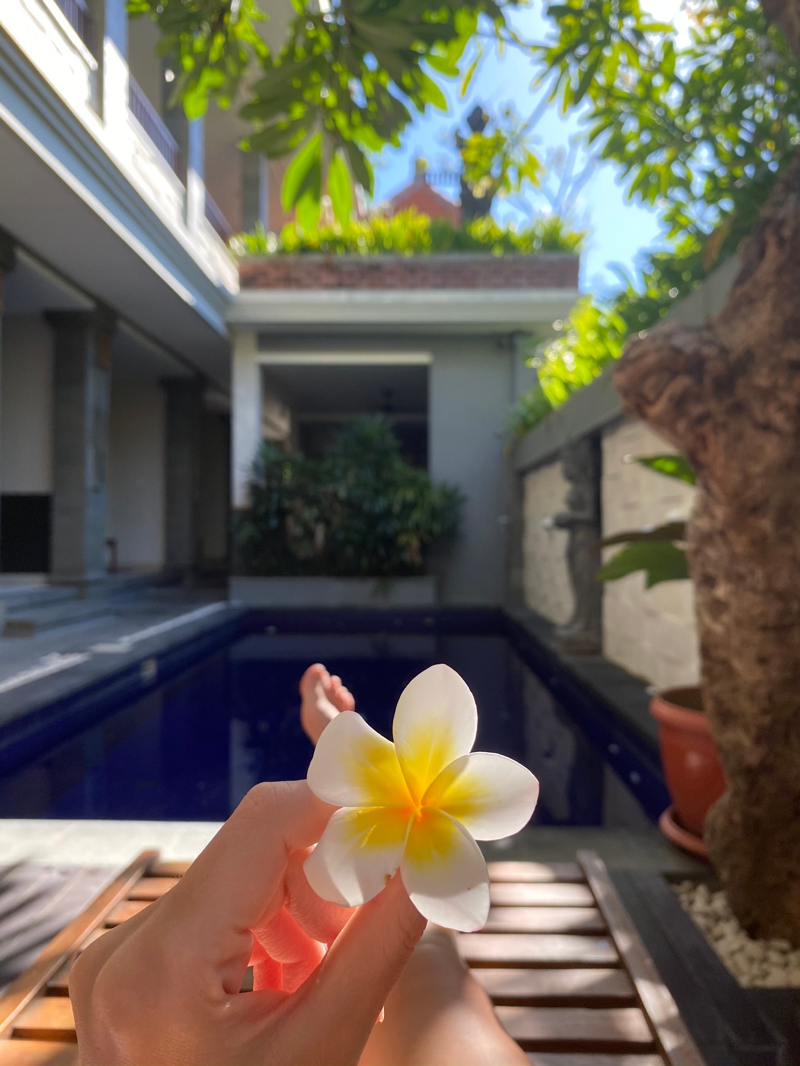 Quelqu'un tient une fleur dans sa main près d'une piscine (fleur, pétale, propriété, immobilier, maison)