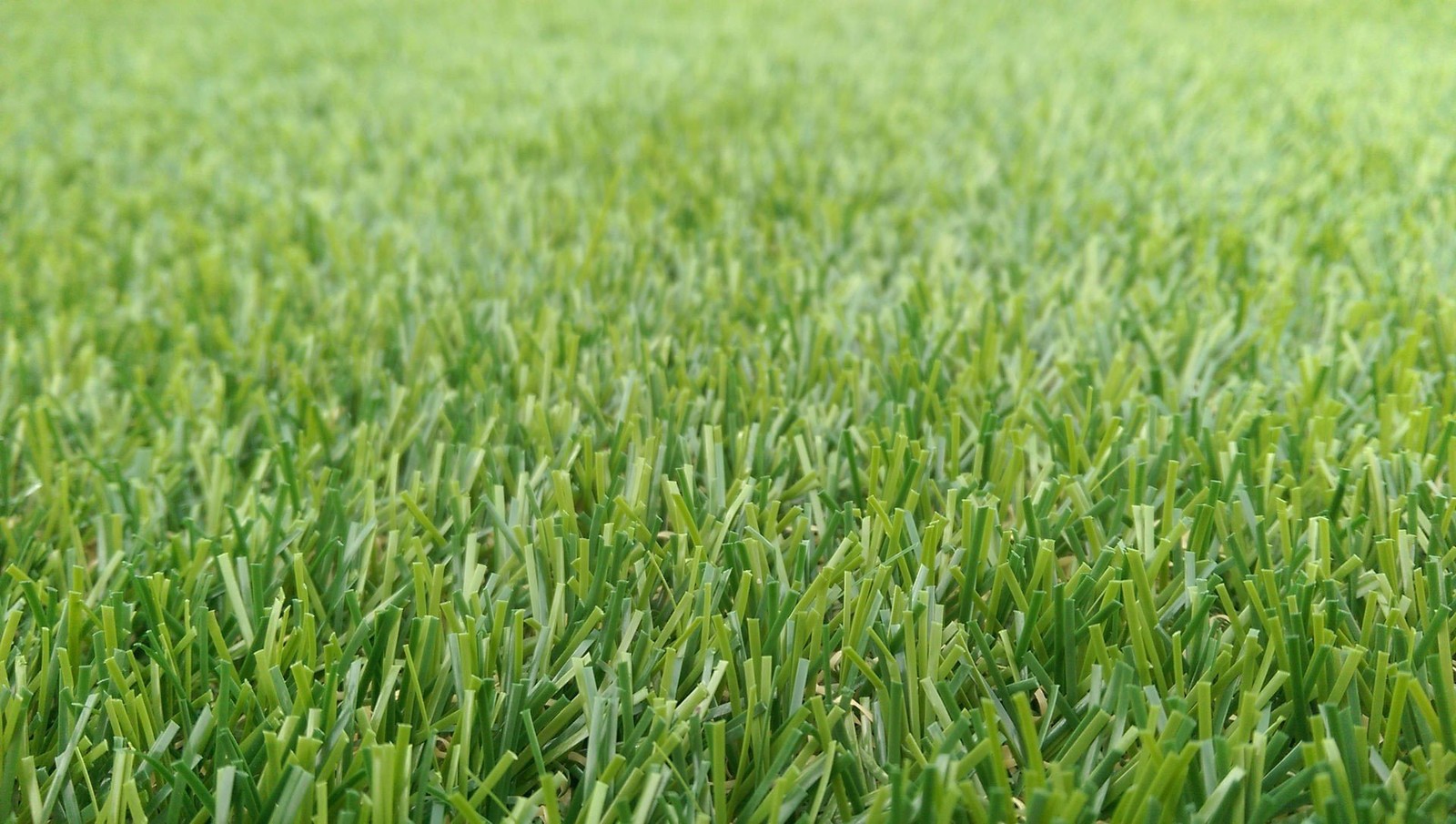 Primer plano de un campo de hierba verde con una pelota de béisbol en el medio (pasto, cesped, hierba, cosecha, campo)