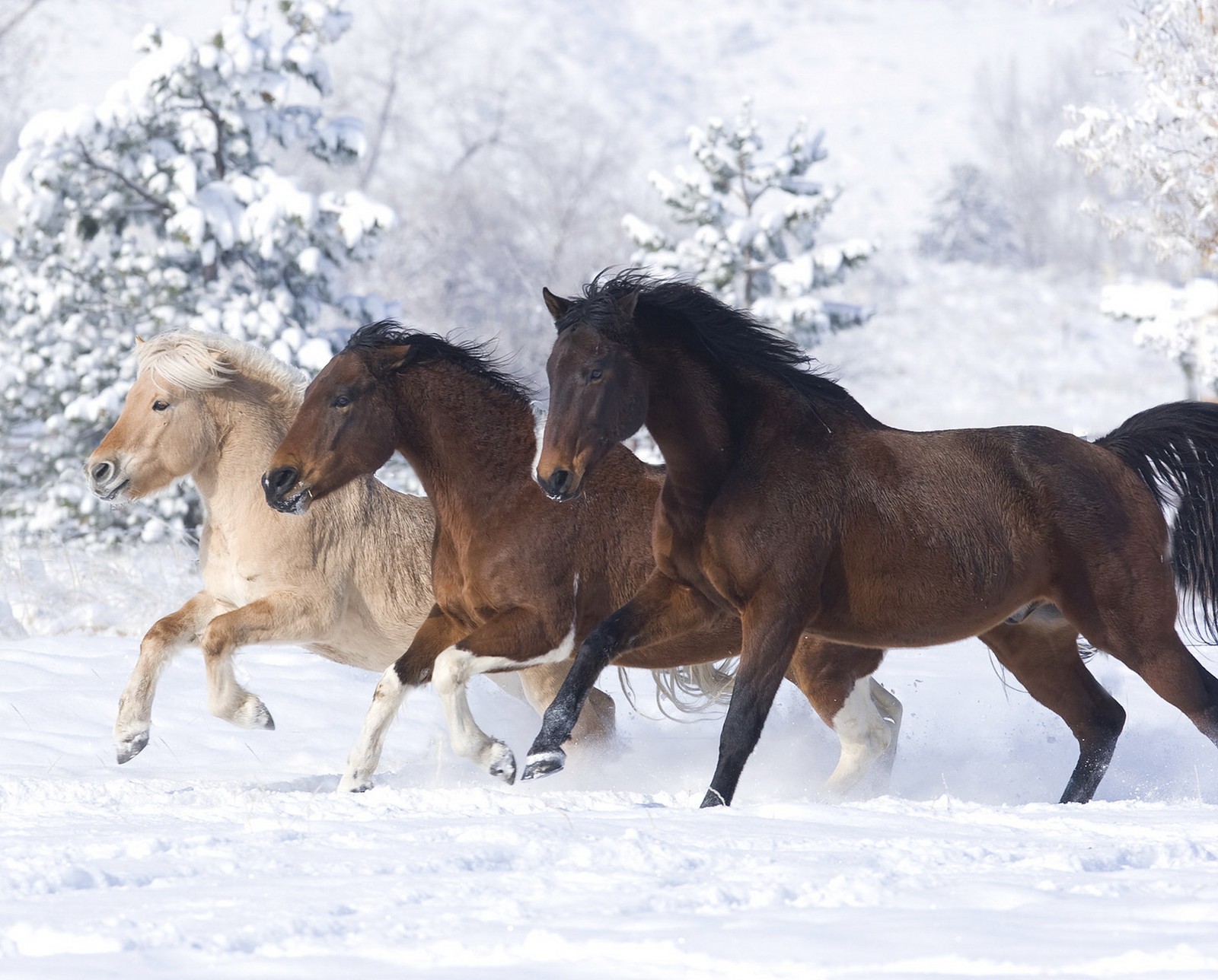 Caballos corriendo en la nieve en un bosque nevado (bahía, fiordo, castración, noruego, pintura)