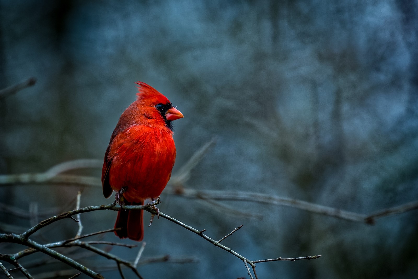 Arafed red bird perched on a branch in a forest (animals, bird, birds, cardinal, cardinals)